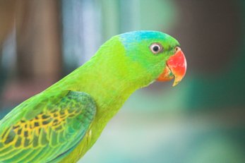 papou�ek